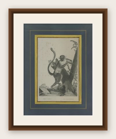Antique Print of the Green Monkey by Miger, 'c.1808', shown framed