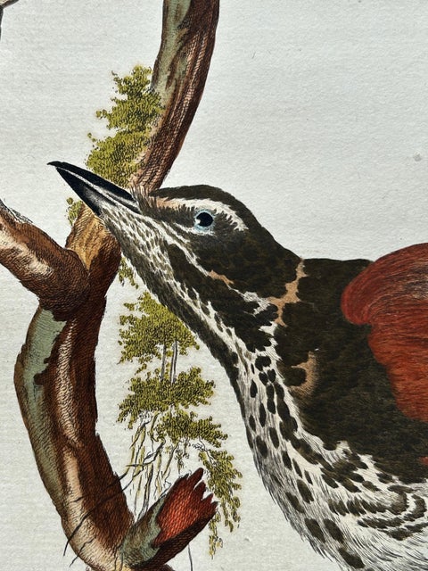 Redwing Thrush, Antique Bird Print by Nozeman and Sepp, 1770, view 10
