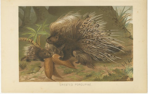 Crested Porcupine, Antique Wildlife Chromolithograph, Safari Style Art, 1894