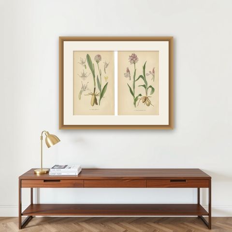 Historical Flora: Orchids of 1904 in Art and Science, shown framed on a wall