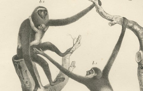 Orangutan, Chimpanzee, Siamang & Gibbons, Lithographs by C.Last, 1836, Primates, close-up 3