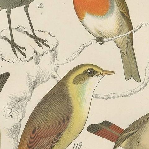Antique Bird Print of the Robin, Blue Throat and European Stonechat (1886), close-up 2