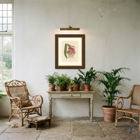 Billbergia Moreliana, Bromeliad in Flower Chromolithograph Plate II, 1859, shown framed in a room