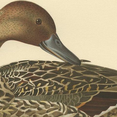 Antique Bird Print of a Male Northern Pintail by Von Wright '1929', close-up 1