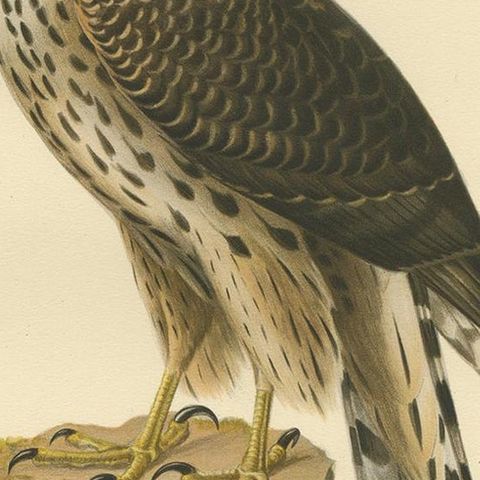 Antique Bird Print of the Goshawk by Von Wright, 1929, close-up 2