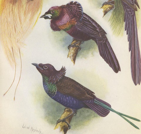 Antique Print of the Mrs Reichenow's Bird of Paradise and Others, 1950, view 3