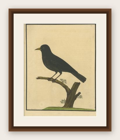 Antique Hand-Colored Engraving of The Blackbird by Eleazar Albin, circa 1730, shown framed