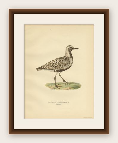 Antique Bird Print of the Grey Plover by Von Wright, 1929, shown framed