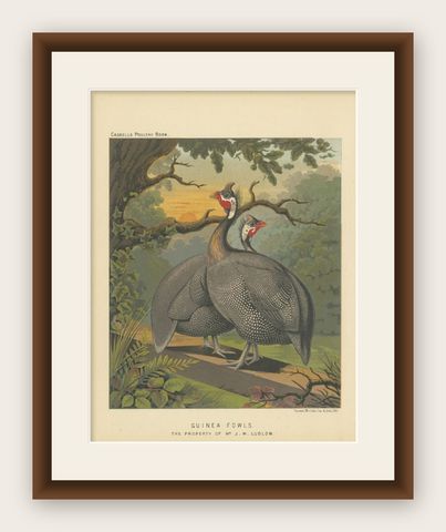 Original Antique Print of a Guineafowl Bird, c.1880, shown framed