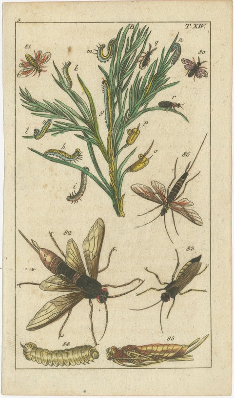 Exquisite Antique Natural History Prints: Insects, Larvae, and Life Cycles, 1832, view 2