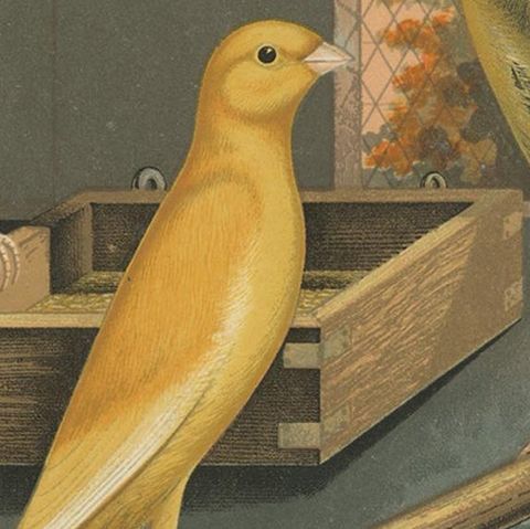 Antique Bird Print of the Yorkshire Canaries, Clear Buff, Clear Yellow and Other, close-up 2