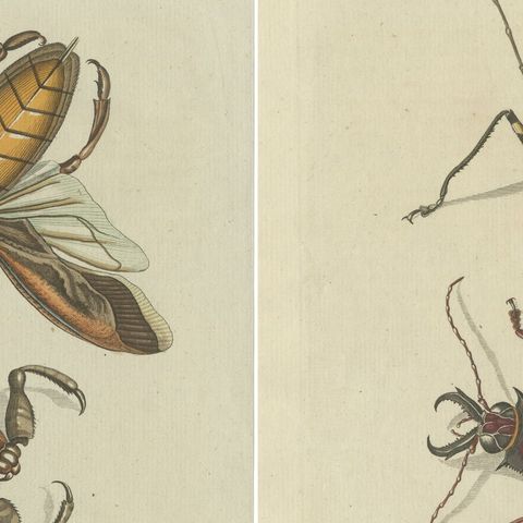 Set of 4 Antique Prints of Various Insects Including the Human Flea and Others, close-up 1