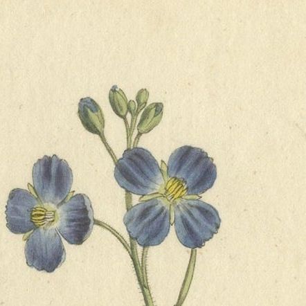 Exquisite 1800 Blue Wildflower Botanical Engraving, A Rare Floral Masterpiece, close-up 4