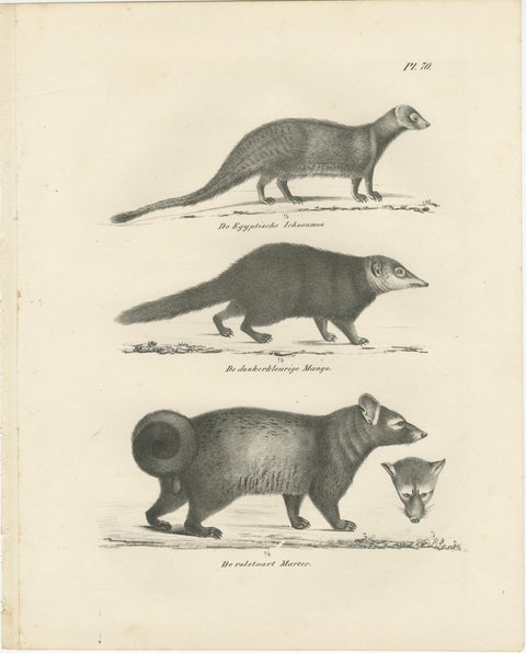 19th-Century Lithograph of Egyptian Mongoose, Dark Mongoose, and Ringtail Marten, view 2