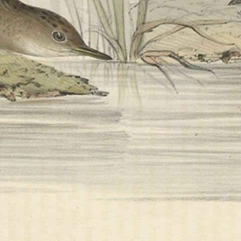 Antique Bird Print of the Baillon's Crake by Gould, 1832, close-up 2