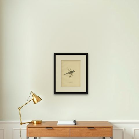 Old Bird Print Named the Barred Warbler, 1927, shown framed on a wall