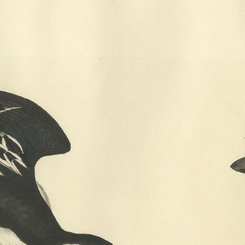 The Little Auk - A Life Seize Study Engraved in Seasonal Plumage by Selby, 1826, close-up 5