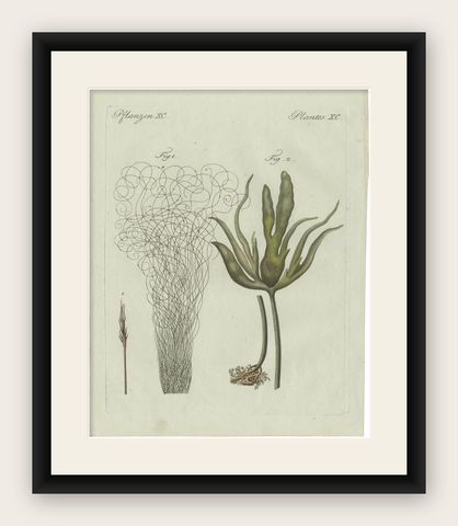 Original Antique Botanical Print of Two Remarkable Seaweeds by Bertuch, 1802, shown framed