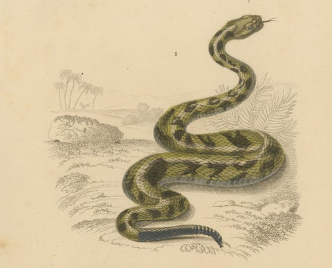 Snake Print of Rattlesnake and Horned Viper, c.1850, by Orbigny, close-up 3