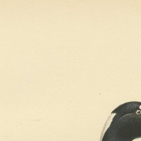 Antique Bird Print of the Surf Scoter by Von Wright, 1929, close-up 1
