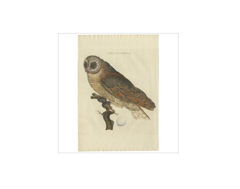Strix Flammea, Antique Barn Owl Print by Nozeman & Sepp, 1829, view 2