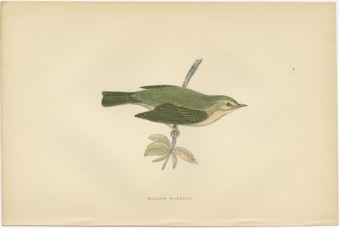 Willow Warbler on a Leafy Stem, Hand Colored Bird Print, Morris, 1896, view 2