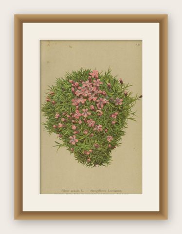 Antique Botany Print of The Silene Acaulis Plant by Palla, 1897, shown framed