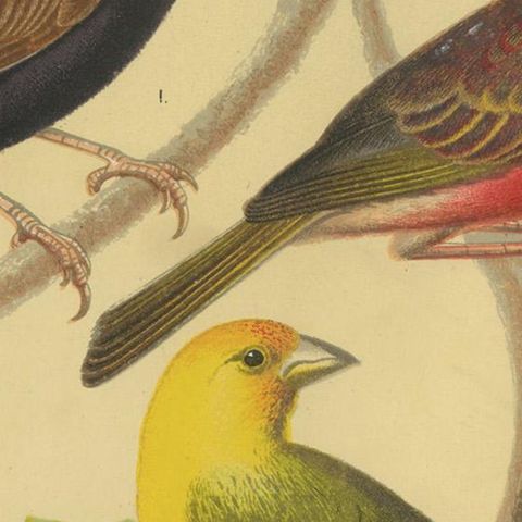 Antique Bird Print of the Orange Weaver, Red-Headed Weaver and Saffron Finch, close-up 2