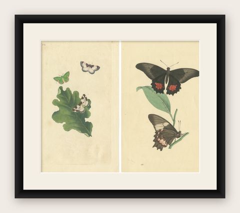 Exquisite Hand-Coloured Butterfly Prints of the 18th and 19th-Century, shown framed
