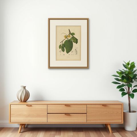 Antique Soursop Botanical Chromolithograph by Hoola van Nooten, c. 1880, shown framed on a wall
