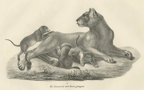 19th-Century Lithograph of a Lioness with Her Playful Cubs in the Wild, close-up 1