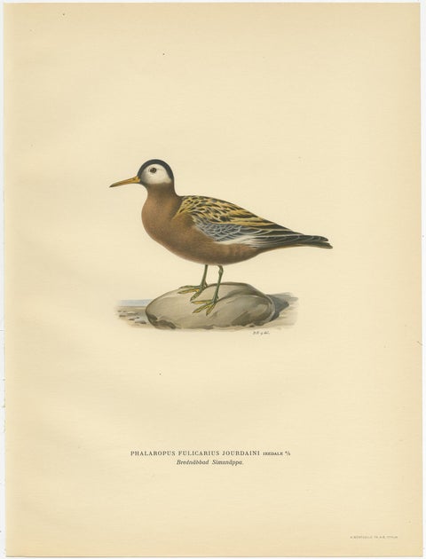 Antique Bird Print of the Red Phalarope by Von Wright '1929', view 4