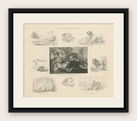 Antique Print with Nine Illustrations of Various Lions and Leopards, shown framed