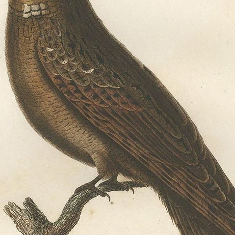 Antique Bird Print of a Rufous Nightjar by Vieillot '1807', close-up 1