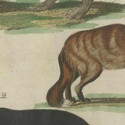 Hand Colored Antique Print of Wolves and a Fox, circa 1820, close-up 6