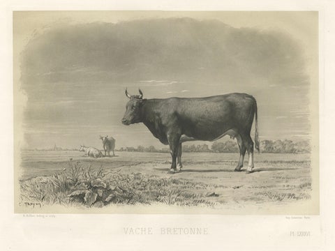 Antique Print of a Breton Cow, a French Cattle Breed from Brittany, 1862, close-up 4