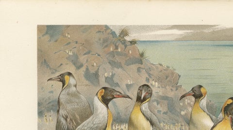 Antique Penguin Print Giant Penguins Coastal Scene Chromolithograph c.1895, close-up 6