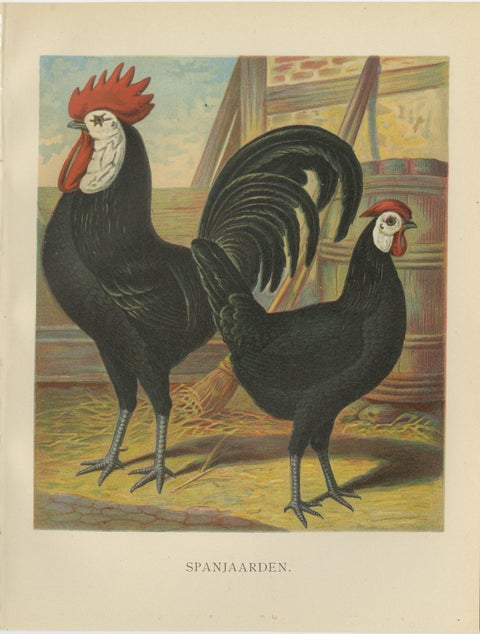 The Distinguished Spanish Chicken - A Rare 19th Century Poultry Lithograph, view 2