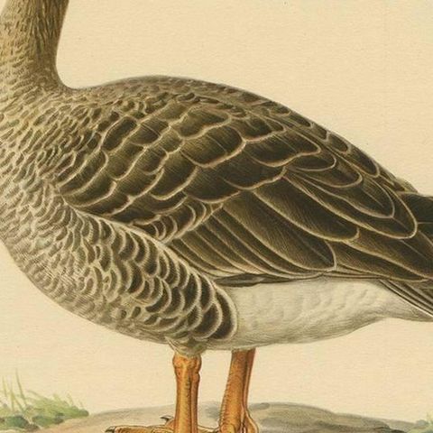 Antique Bird Print of a Taiga Bean Goose ‘Anser Fabalis’, 1917, close-up 2