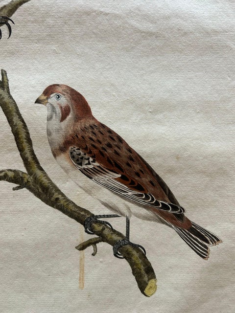 Emberiza nivalis, Antique Snow Bunting Print by Nozeman & Sepp, 1809, view 4