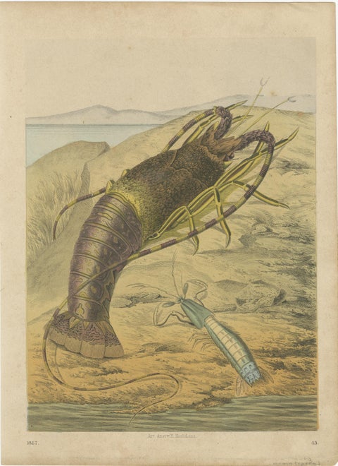 Antique Marine Prints, Lobster, Crabs, Shells, and Mollusks, circa 1850, view 2