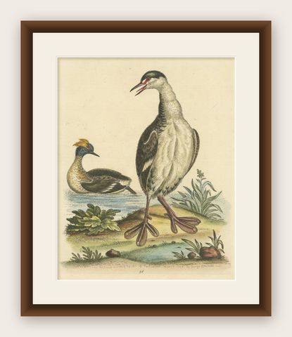 Antique Bird Print of two Grebes, shown framed