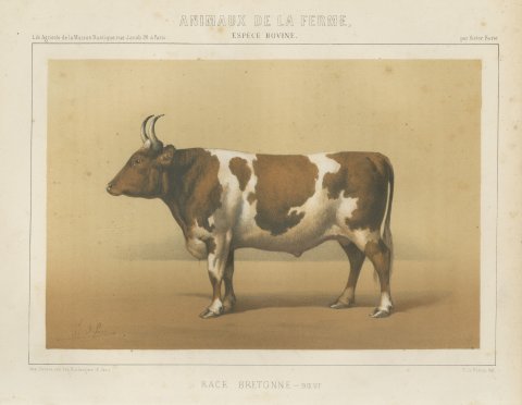 Breton Ox, French Cattle Breed, Antique Chromolithograph by Borie, 1863