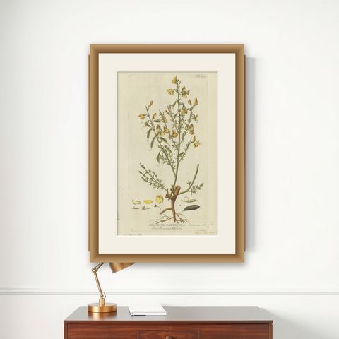 Scotch Broom Botanical Engraving - Icones Plantarum Medicinalium, 1788, shown framed on a wall