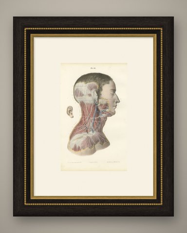 Superficial Nerves of the Face and Neck, Antique Hirschfeld Anatomy Print, 1866, shown framed