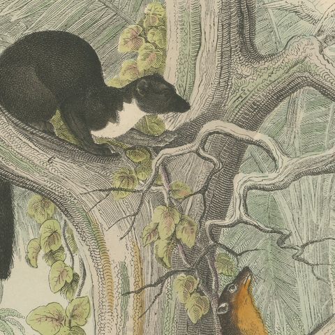 Antique Tiger and Puma Print with Wildcat and Martens, Kolb Mammals, circa 1890, close-up 4