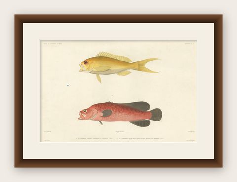 Vintage Fish Illustration, Sea Bass and Mottled Soapfish, Paris 1846, shown framed