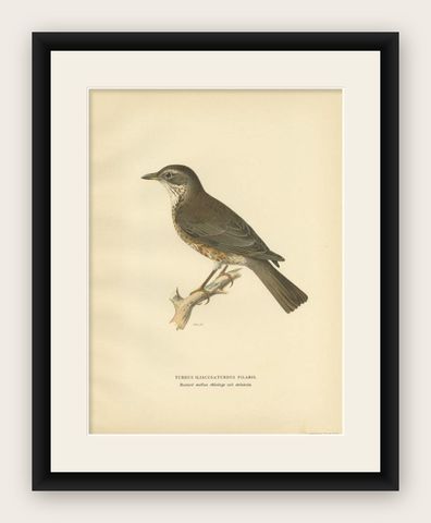 Antique Bird Print of the Hybrid of the Fieldfare and the Song Thrush, 1927, shown framed