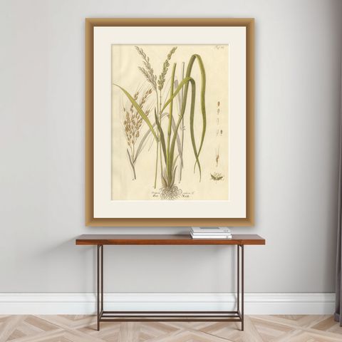 Antique Rice Botanical Print, Oryza Sativa, Hand Colored, c.1831, shown framed on a wall