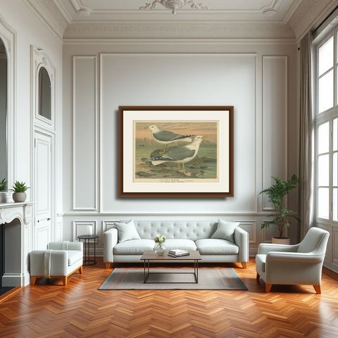 Antique Bird Print of Gulls on Rocky Coastline, 19th Century Seabirds, shown framed in a room